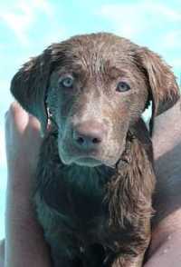 Libby after a swim