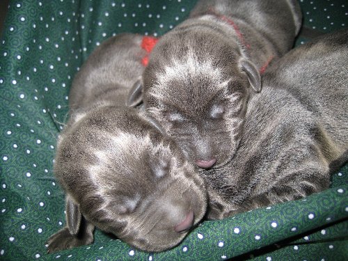 Newborn Charcoal Labs