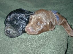 Newborn Puppies on blanket