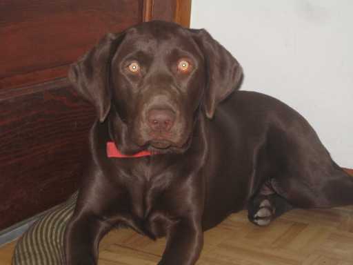 Mandie on Hardwood Floor