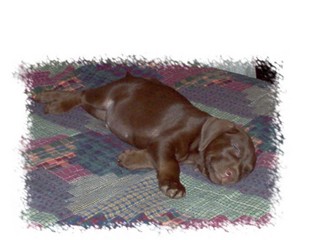 Young mouse sleeping on carpet