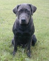 Samson sitting in yard grass