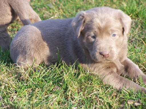 Puppy on Grass