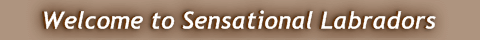 Welcome to Sensational Labradors