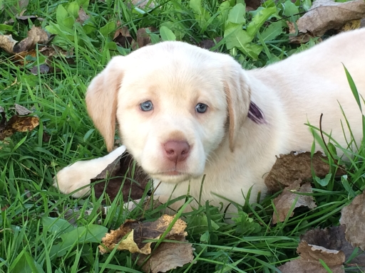 Silver Puppy