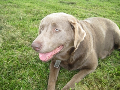 Lacey Lounging on the Grass